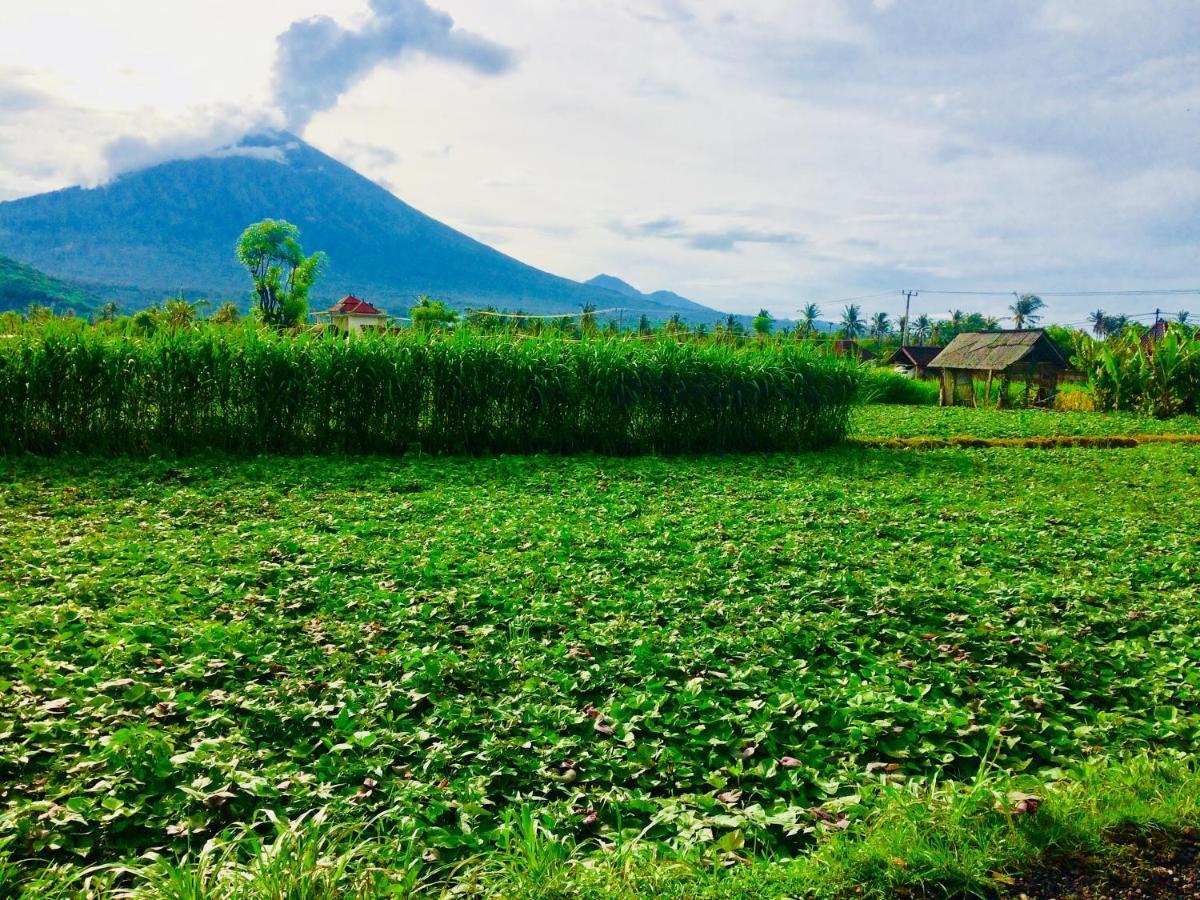 Homestay D'uma *